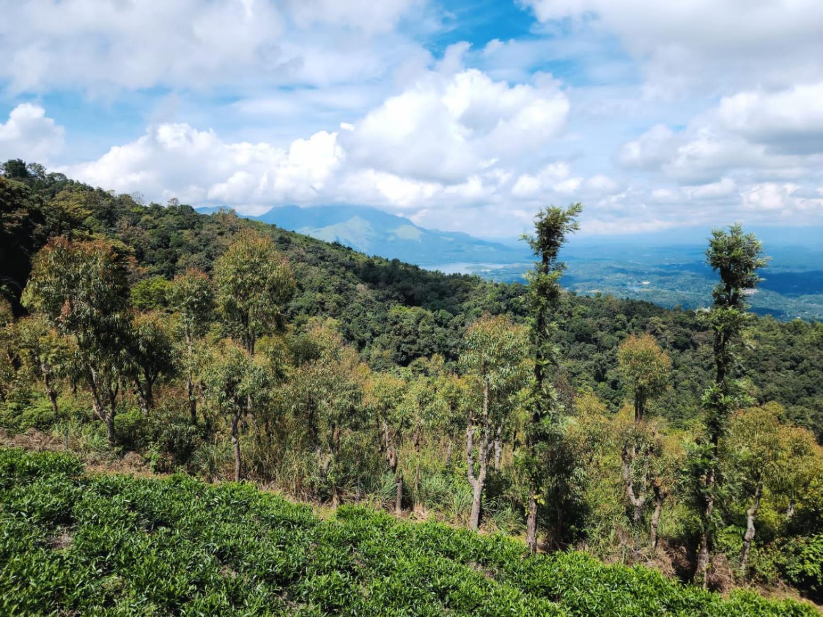 Vythiri Tea Valley I Best Hotel In Wayanad L Hotels In Vythiri Wayanad Exteriör bild
